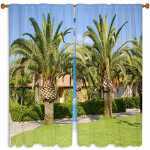 Palm Trees In The Countryside Window Curtains 55298264