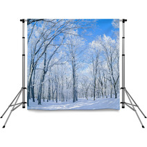 Panorama Of The Winter Forest Backdrops 61156453