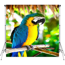 Parrot Backdrops 43815405