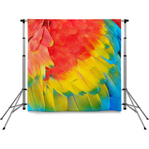 Parrot Feathers, Exotic Texture Backdrops 59019365