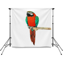 Parrot On A Branch Backdrops 72468239