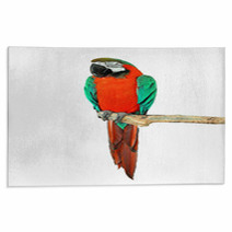 Parrot On A Branch Rugs 72468239