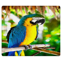 Parrot Rugs 43815405