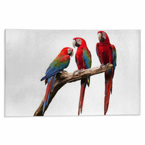 Parrot Rugs 52853756