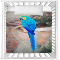 Parrot Sitting On Branch In National Park. Nursery Decor 72678642