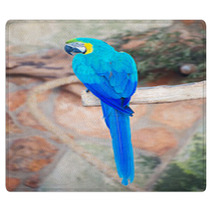 Parrot Sitting On Branch In National Park. Rugs 72678642