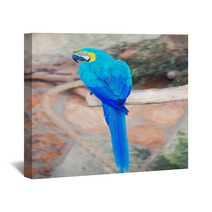 Parrot Sitting On Branch In National Park. Wall Art 72678642