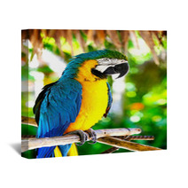 Parrot Wall Art 43815405
