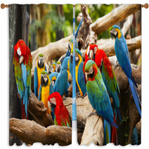 Parrot Window Curtains 52853621