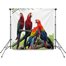 Parrots Backdrops 542404