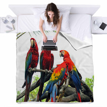 Parrots Blankets 542404