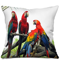Parrots Pillows 542404