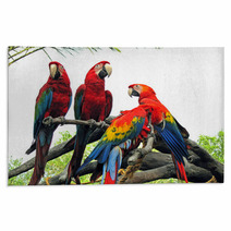Parrots Rugs 542404