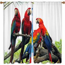 Parrots Window Curtains 542404