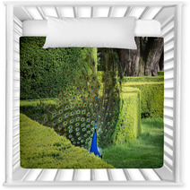 Peacock (Pavo Cristatus) Is In A Green Garden Nursery Decor 65265484