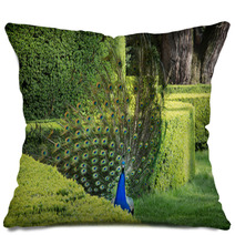 Peacock (Pavo Cristatus) Is In A Green Garden Pillows 65265484