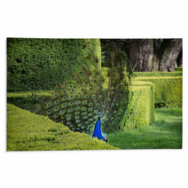 Peacock (Pavo Cristatus) Is In A Green Garden Rugs 65265484