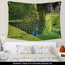 Peacock (Pavo Cristatus) Is In A Green Garden Wall Art 65265484