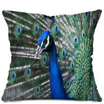 Peacock, Retiro Park, Madrid (Spain) Pillows 64554402