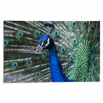 Peacock, Retiro Park, Madrid (Spain) Rugs 64554402