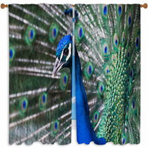 Peacock, Retiro Park, Madrid (Spain) Window Curtains 64554402