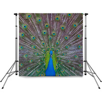 Peacock Showing Off Backdrops 53001756