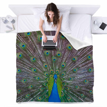 Peacock Showing Off Blankets 53001756