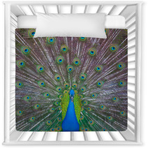 Peacock Showing Off Nursery Decor 53001756
