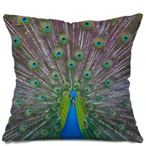 Peacock Showing Off Pillows 53001756