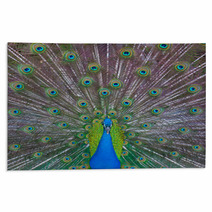 Peacock Showing Off Rugs 53001756
