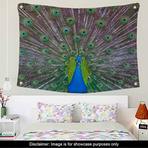 Peacock Showing Off Wall Art 53001756