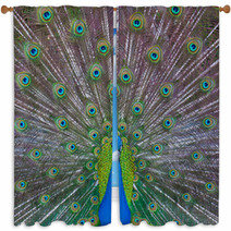 Peacock Showing Off Window Curtains 53001756