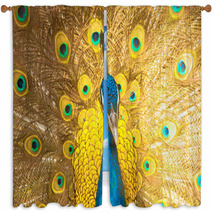 Peacock Window Curtains 51925727