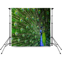 Peacock With Beautiful Multicolored Feathers Backdrops 42264817
