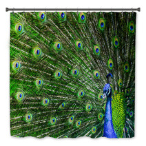 Peacock With Beautiful Multicolored Feathers Bath Decor 42264817