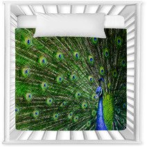 Peacock With Beautiful Multicolored Feathers Nursery Decor 42264817