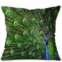 Peacock With Beautiful Multicolored Feathers Pillows 42264817