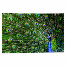 Peacock With Beautiful Multicolored Feathers Rugs 42264817