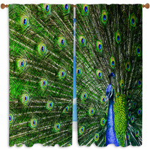 Peacock With Beautiful Multicolored Feathers Window Curtains 42264817