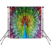 Peacock With Feathers Spread Backdrops 65805888