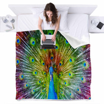Peacock With Feathers Spread Blankets 65805888