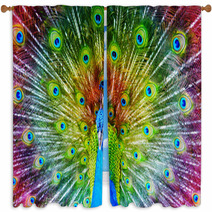 Peacock With Feathers Spread Window Curtains 65805888
