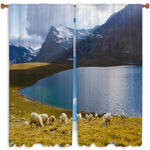 Pecore Al Pascolo Con Lago Window Curtains 63644322