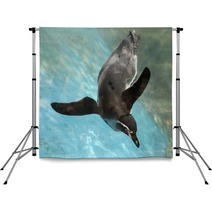 Penguin Swimming Backdrops 72480571