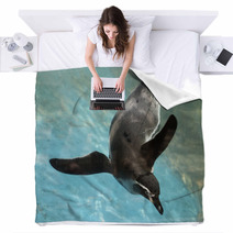 Penguin Swimming Blankets 72480571
