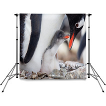 Penguins Nest Backdrops 35385311