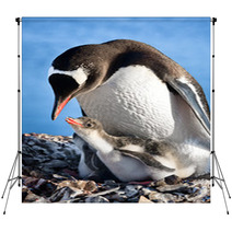 Penguins Nest Backdrops 36506934