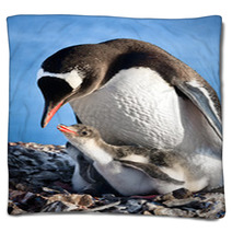 Penguins Nest Blankets 36506934