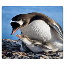 Penguins Nest Rugs 36506934