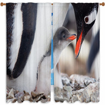 Penguins Nest Window Curtains 35385311
